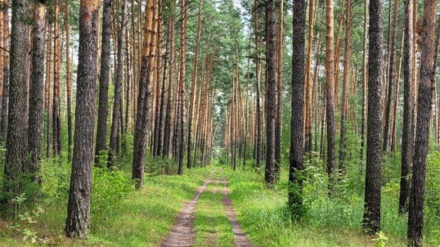 Прогулки по лесу